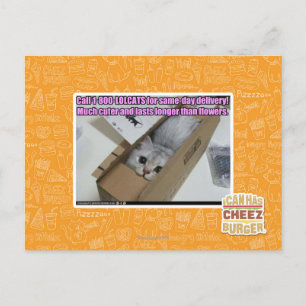 Ring 1-800-LOLCATS Vykort