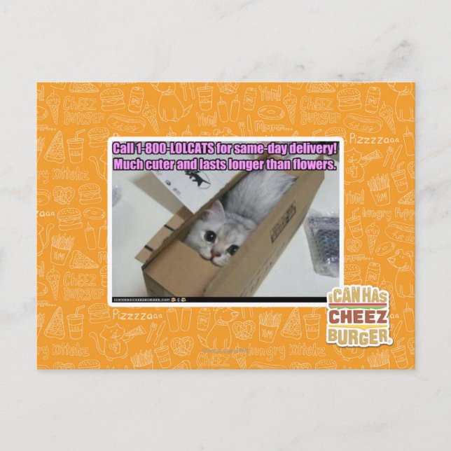 Ring 1-800-LOLCATS Vykort (Framsida)