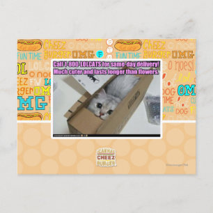 Ring 1-800-LOLCATS Vykort