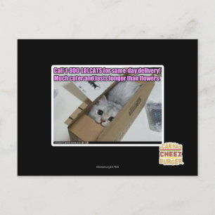 Ring 1-800-LOLCATS Vykort