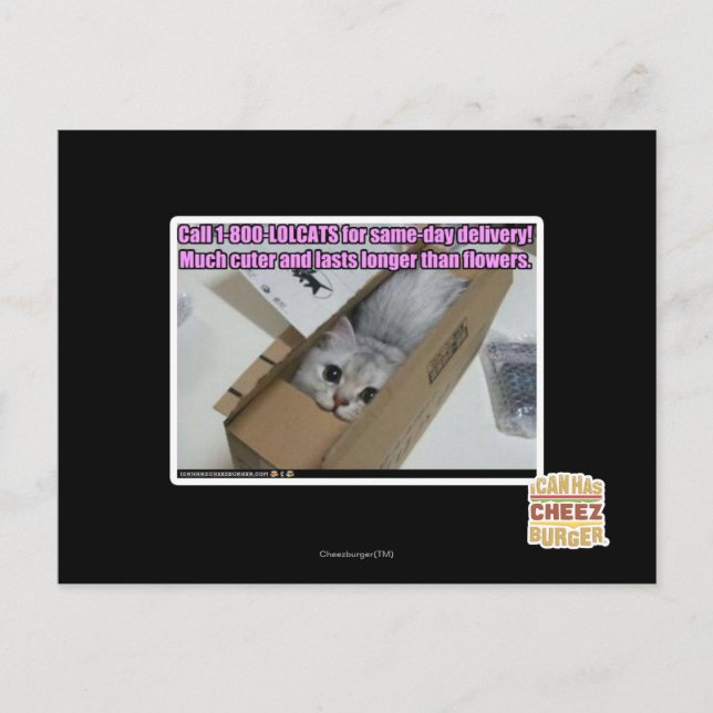 Ring 1-800-LOLCATS Vykort (Framsida)