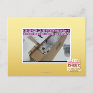Ring 1-800-LOLCATS Vykort
