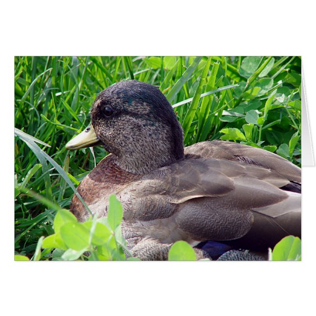 Ring Anka Drake Hälsningskort (Framsidan Horizontal)