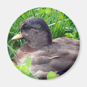 Ring Anka Drake Magnet