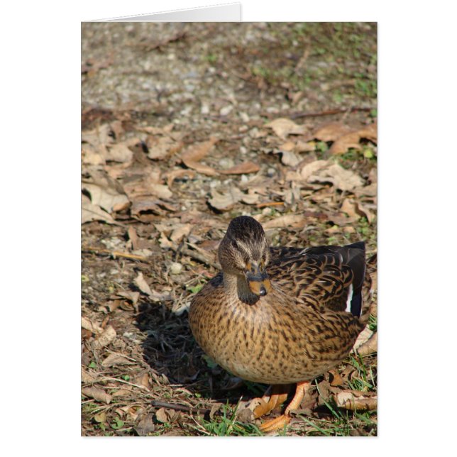 Ring Anka Hälsningskort (Framsidan)