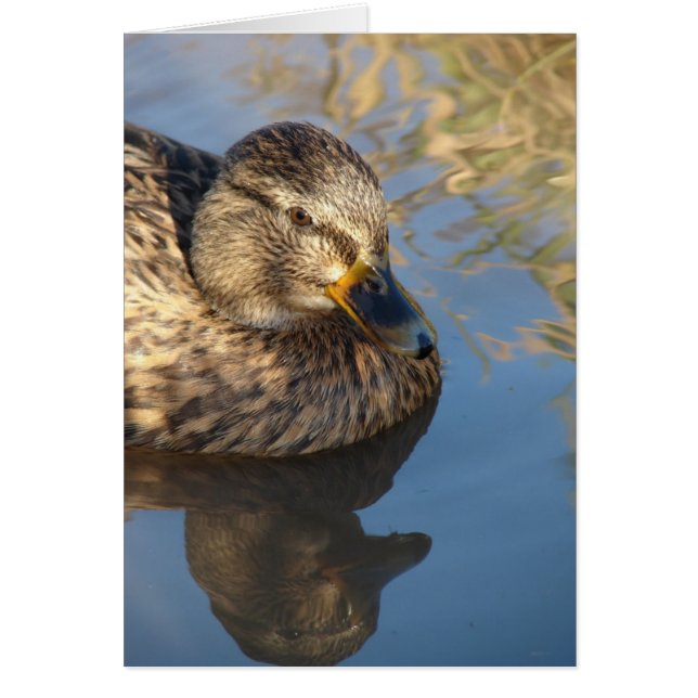 Ring Anka Hen med reflektioner Hälsningskort (Framsidan)