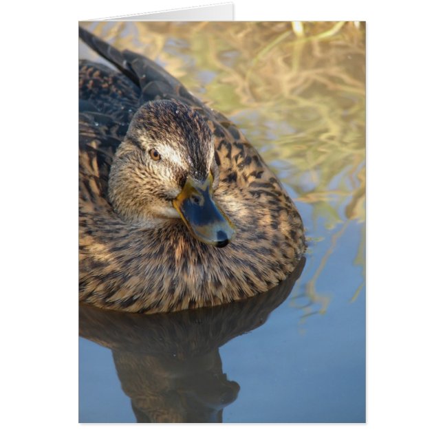 Ring Anka i Vatten Hälsningskort (Framsidan)