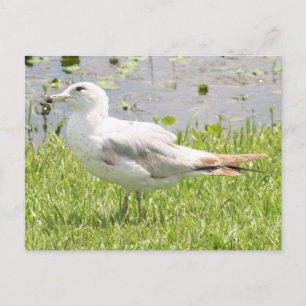 Ring fakturerat Gull-fotovykort Vykort