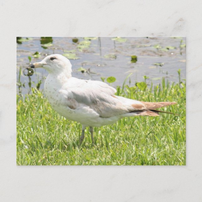 Ring fakturerat Gull-fotovykort Vykort (Framsida)