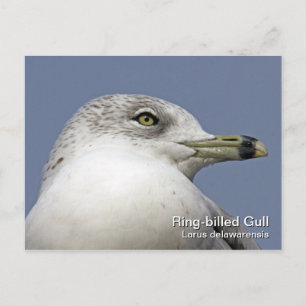 Ring-fakturerat vykort