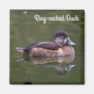 Ring-halsad Anka Magnet
