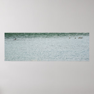 Ring-halsad Anka Poster