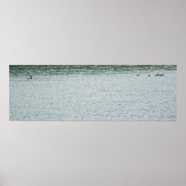 Ring-halsad Anka Poster (Framsidan)