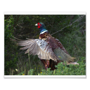 Ring hånglad Pheasant Fototryck
