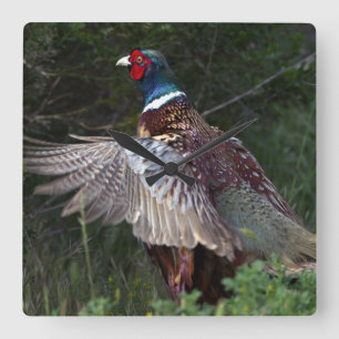 Ring hånglad Pheasant Fyrkantig Klocka