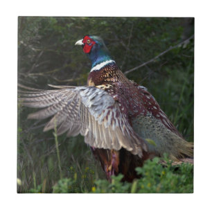 Ring hånglad Pheasant Kakelplatta