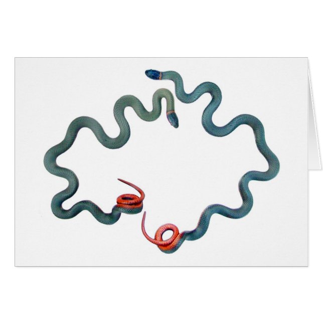 Ring-hånglade ormar OBS kort (Framsidan Horizontal)