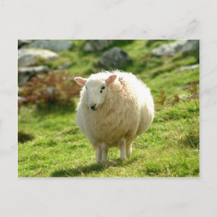 Ring i Kerry Sheep Vykort