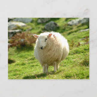 Ring i Kerry Sheep Vykort