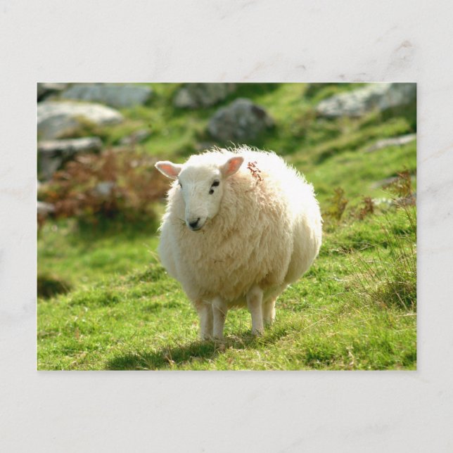 Ring i Kerry Sheep Vykort (Framsida)