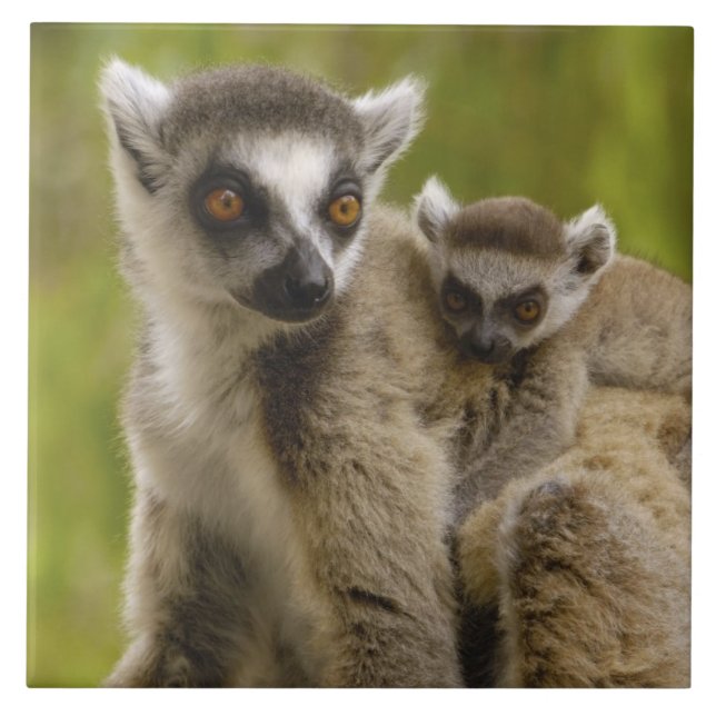 Ring-klåda (Lemur catta) Mor & baby. Kakelplatta (Framsidan)