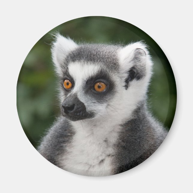 Ring Lemur Magnet (Framsidan)