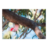 "Ring?" Major Mitchells Cockatoo-bilder