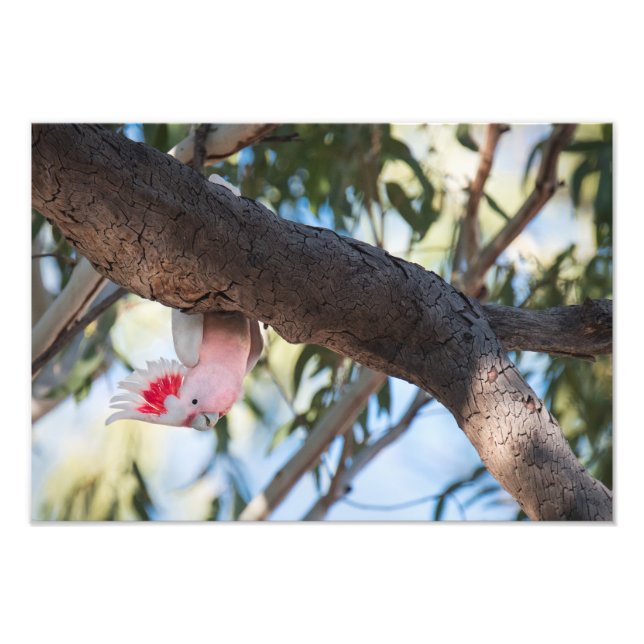 "Ring?" Major Mitchells Cockatoo-bilder Fototryck (Framsidan)