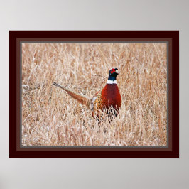 Ring-nacke-pheasant Poster