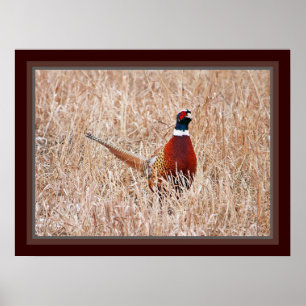 Ring-nacke-pheasant Poster