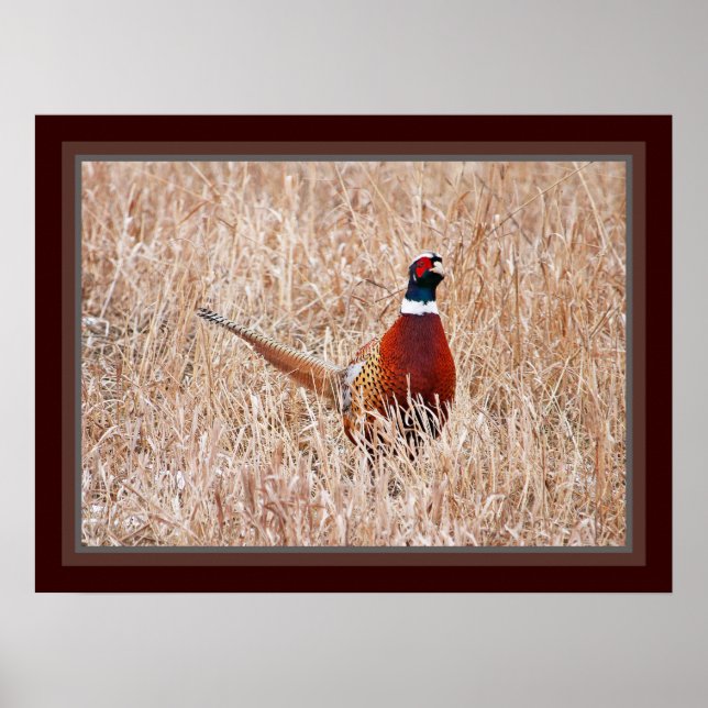 Ring-nacke-pheasant Poster (Framsidan)