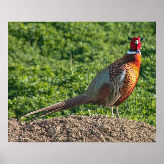 Ring Nacke Pheasant Poster (Framsidan)