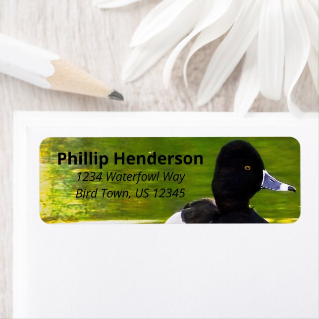 Ring-Necked Anka Black & White Birds Grönt Vatten Returadress Etikett (Insitu)