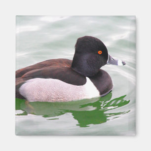 Ring Necked Anka Magnet