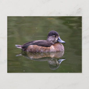 Ring-Necked Anka Vykort
