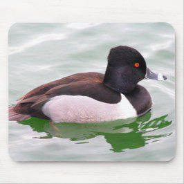 Ring Necked Duck Musmatta