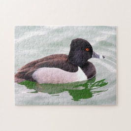 Ring Necked Duck Pussel