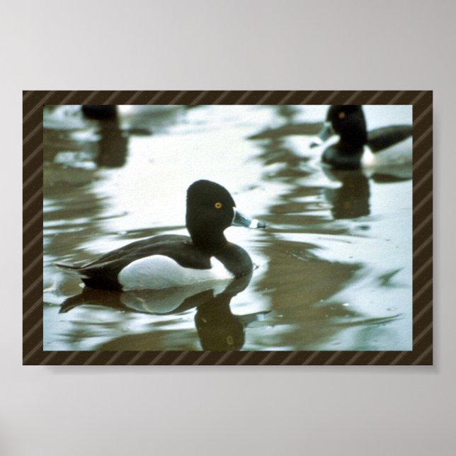 Ring Necked Ducked Poster (Framsidan)