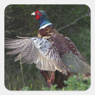 Ring Necked Pheasant Fyrkantigt Klistermärke