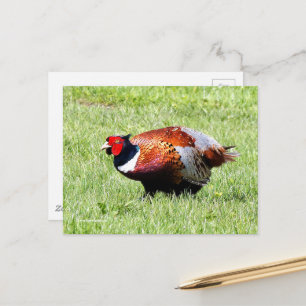 Ring-Necked Pheasant i Grass Vykort