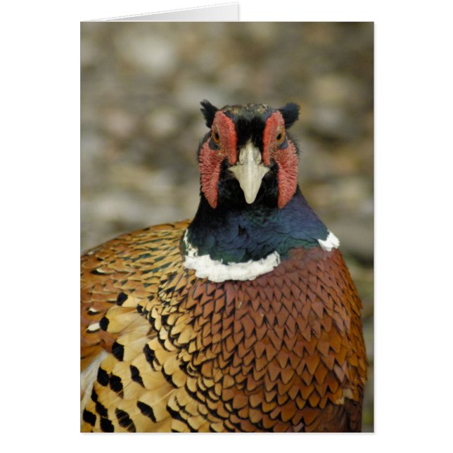 Ring Necked Pheasant OBS Kort (Framsidan)