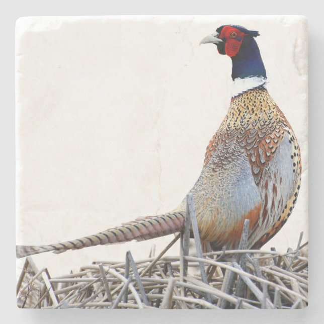 Ring-necked Pheasant Photo Stone Trivet Stenunderlägg (Framsidan)