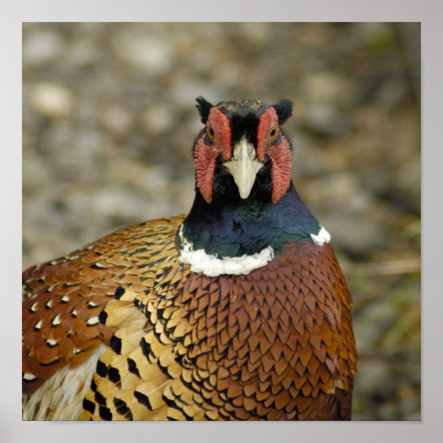 Ring Necked Pheasant Poster (Framsidan)