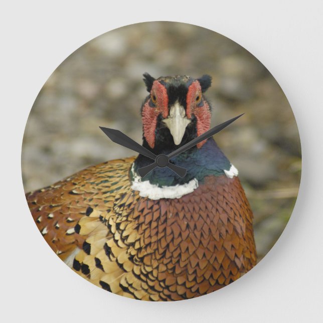 Ring Necked Pheasant Stor Klocka (Framsida)