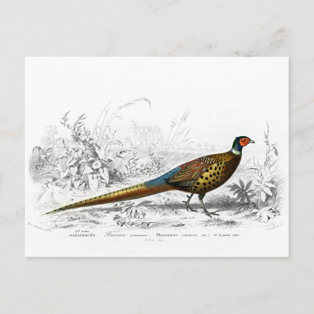 Ring Necked Pheasant - Vintage Art Vykort (Framsida)