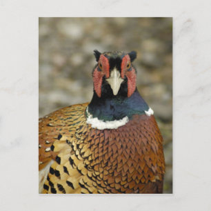 Ring Necked Pheasant Vykort