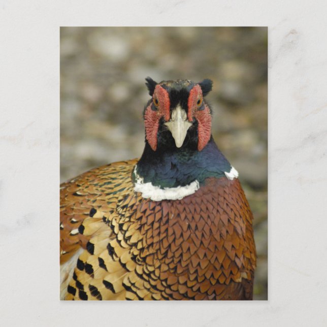 Ring Necked Pheasant Vykort (Framsida)