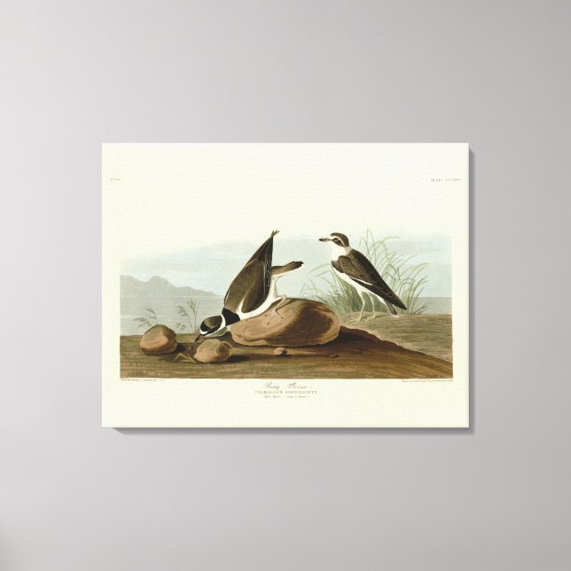 Ring Plover från Audubon's Birds of America Canvastryck (Framsida)