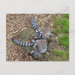Ring-sidigt Lemur #1-vykort Vykort