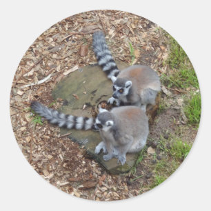 Ring-stjärtad lemur #1-fästare runt klistermärke